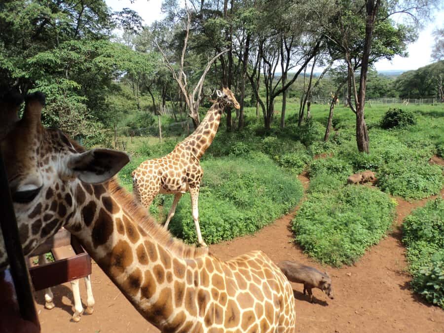 Nairobi National Park Full-Day Tour: Private 4WD with Guide - David Sheldrick Wildlife Trust and the public elephant viewing window