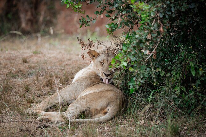 Nairobi National Park Game Drive - Shared Experience in Open Jeep - Price and Value: Is $75 a Good Deal Here?
