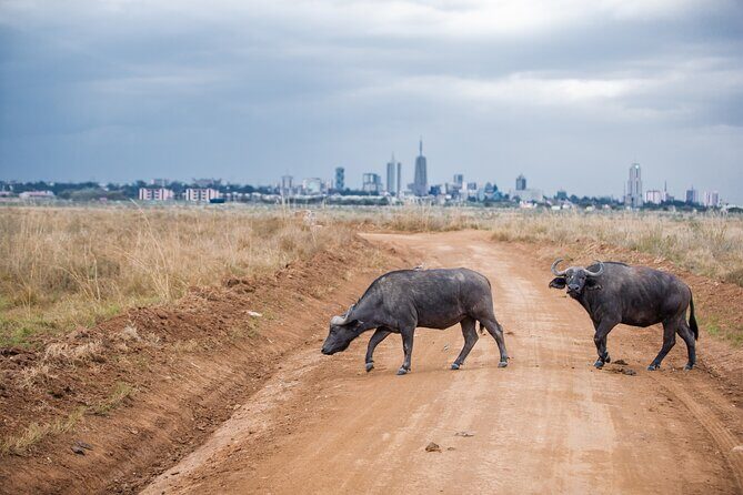 Nairobi National Park Game Drive - Shared Experience in Open Jeep - Meeting Point and Getting There Without Stress