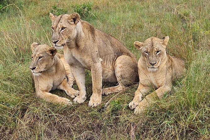 Nairobi National Park Game Drive With Free Pick Up Group Joining - Nairobi National Park and Sheldrick in One Day