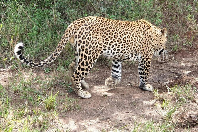 Nairobi National Park Game Drive With Free Pick Up Group Joining - Nairobi National Park: Wildlife Right Next to Nairobi’s Skyline