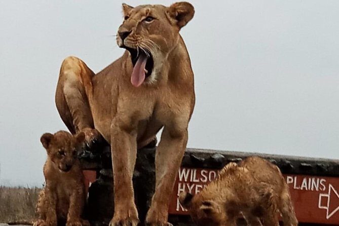 Nairobi National Park Game Drive With Free Pick Up Group Joining - What You’ll Notice About the Drive Route and Timing
