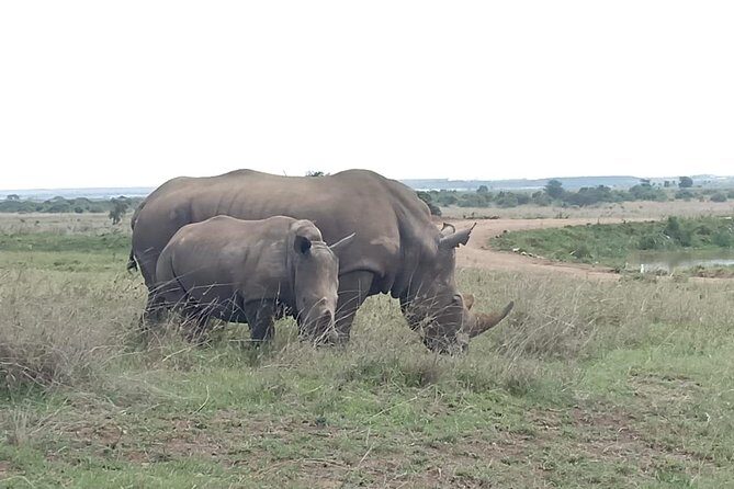 Nairobi National Park Game Drive With Free Pick Up Group Joining - After the Safari: David Sheldrick Elephant Orphanage and Conservation Work