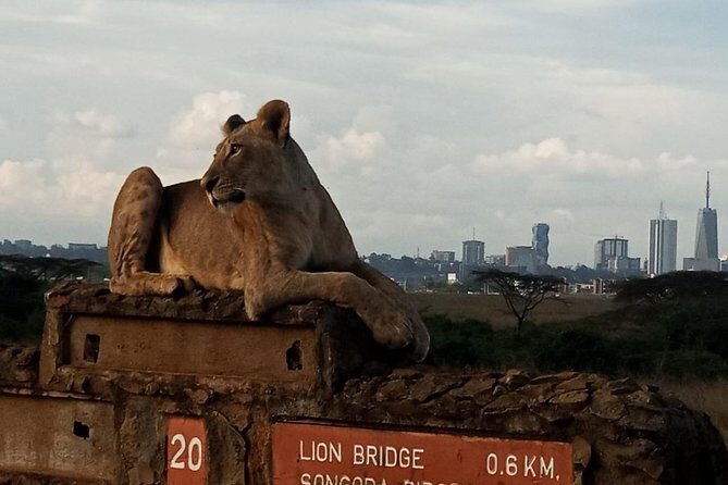 Nairobi National Park Game Drive With Free Pick Up Group Joining - Price and Value: Is $46 Worth It?