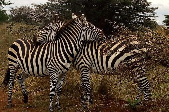 Nairobi National Park Game Drive With Free Pick Up Group Joining - Included vs Not Included: Your Budget Checklist