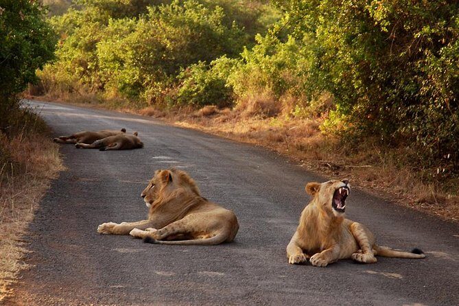 Nairobi National Park Game Drive With Free Pick Up Group Joining - What the Early 5:30 AM Start Means for Your Safari