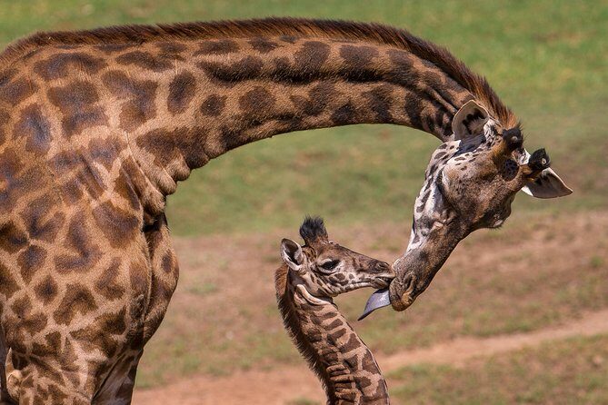 Nairobi National Park, Giraffe Center and Elephant Orphanage Day Tour from Nairobi - Price and value: is $275 per person worth it?