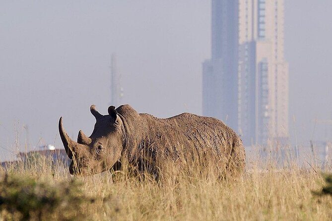 Nairobi National Park Giraffe Center Carnivore Lunch - Your timeline in Nairobi: what a 9-hour day feels like