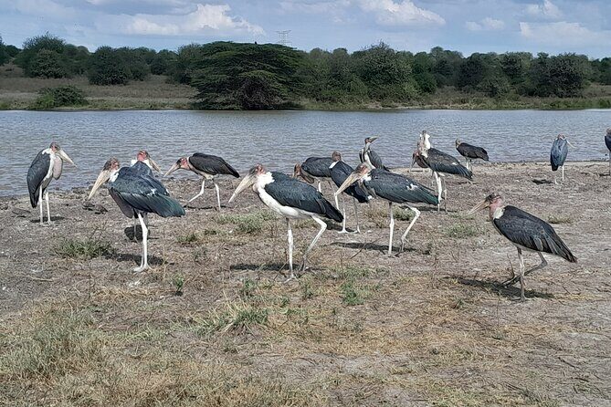 Nairobi National Park Giraffe Center Carnivore Lunch - Should you book this tour?