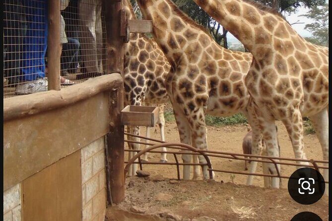 Nairobi National Park Giraffe Center Carnivore Lunch - Carnivore Restaurant: a grilled-meat experience where you control the pace