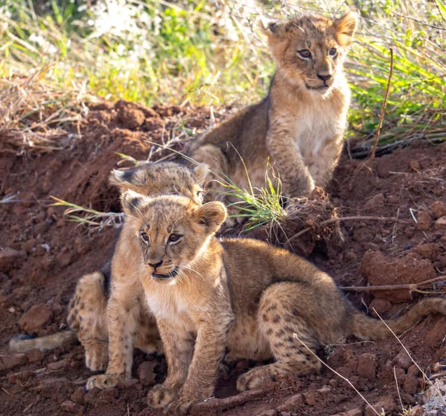 Nairobi: National Park Guided Game Drive For 5 Hours - Key Highlights You’ll Actually Care About
