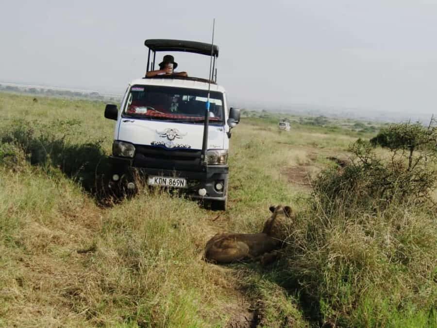 Nairobi: National Park Guided Game Drive For 5 Hours - Nairobi National Park: Lions With a City-Skyline Backdrop