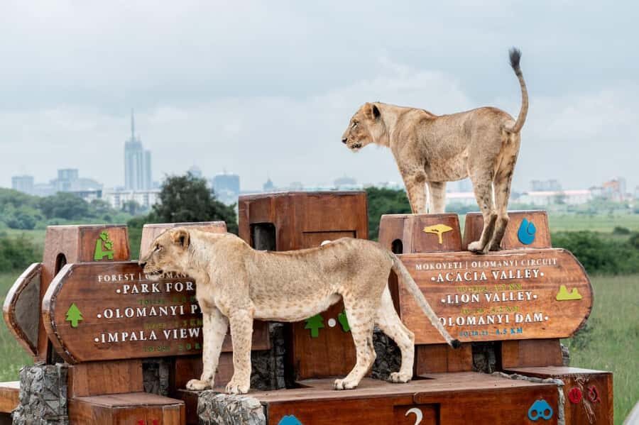 Nairobi: National Park Guided Game Drive For 5 Hours - Hotel Pickup and 4x4 Comfort: The Part That Makes or Breaks Half-Day Tours