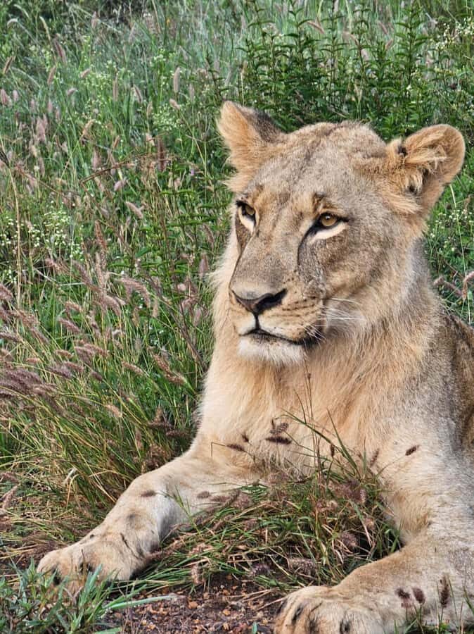 Nairobi: National Park Guided Game Drive For 5 Hours - What You’ll See in Nairobi National Park: Lions, Rhinos, Giraffes, Zebras