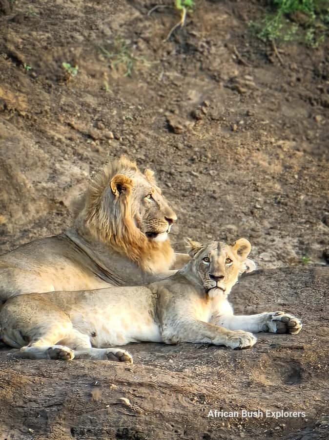 Nairobi: National Park Guided Game Drive For 5 Hours - Rhino and Lion Spotting: How the Guide Gets You Close Without Making It Wild