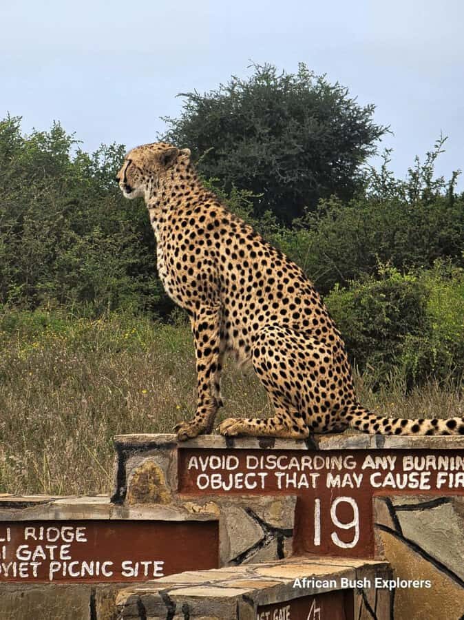 Nairobi: National Park Guided Game Drive For 5 Hours - Birdwatching Bonus: Over 400 Bird Species on the Same Drive