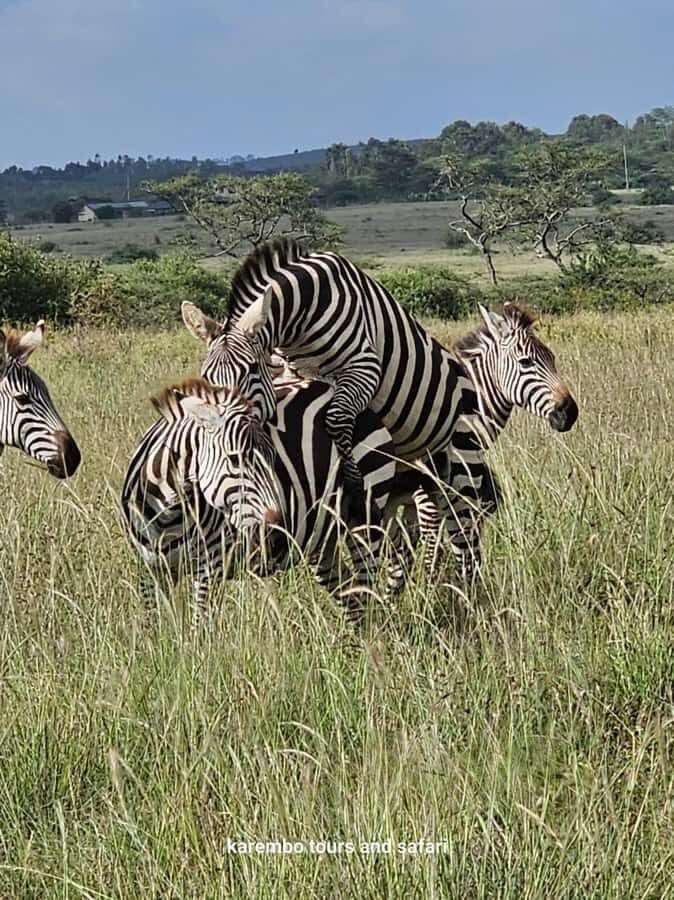 Nairobi: National Park Guided Game Drive For 5 Hours - Photography You Can Get in 5 Hours (Even If You’re Not a Pro)