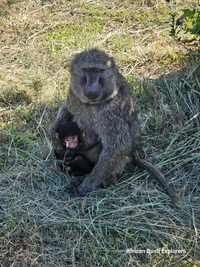 Nairobi: National Park Guided Game Drive For 5 Hours - Price and Value Reality Check: $40 Plus Nairobi National Park Entry