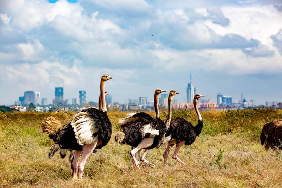 Nairobi: National Park Guided Game Drive For 5 Hours - The 5-Hour Rhythm: How Morning vs Afternoon Changes the Safari
