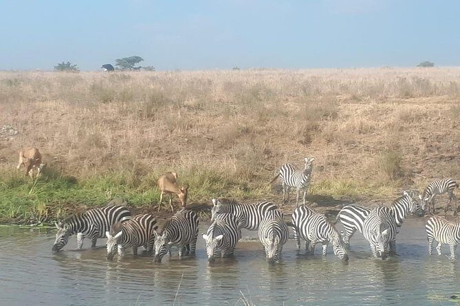 Nairobi National Park Guided Half Day Tour Game Drive- FREE WIFI - Your Guide Matters: How KT Safaris Feels In Real Life
