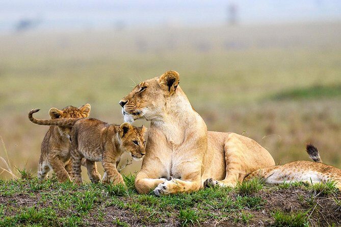 Nairobi National Park Guided Half Day Tour Game Drive- FREE WIFI - Should You Book This Nairobi National Park Half-Day Tour?