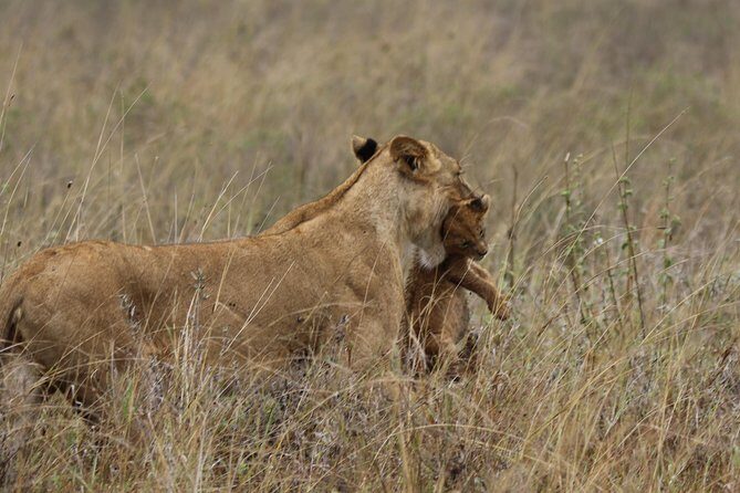 Nairobi National Park guided tour - Nairobi National Park: city proximity that actually feels like the real thing