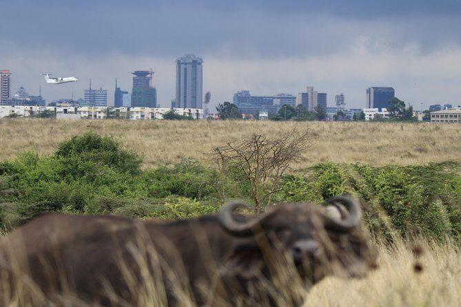 Nairobi National Park guided tour - Who runs the show: Safiri Warriors and the value of a calm guide