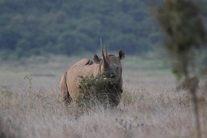 Nairobi National Park guided tour - Transfers, timing, and the small stuff that can make or break the day