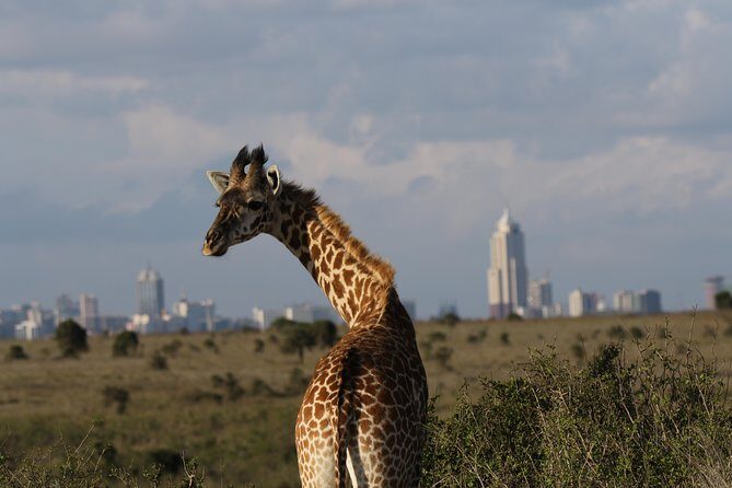 Nairobi National Park guided tour - What to bring for Nairobi National Park (so you don’t spend the day swatting dust)