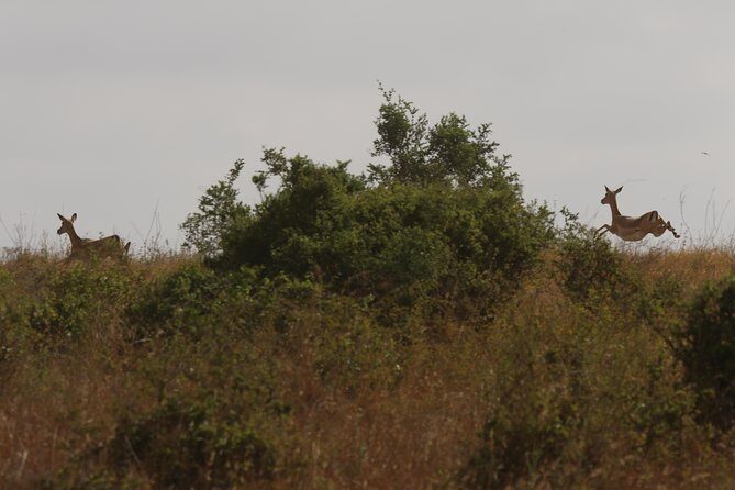 Nairobi National Park guided tour - A good fit for which traveler profile?