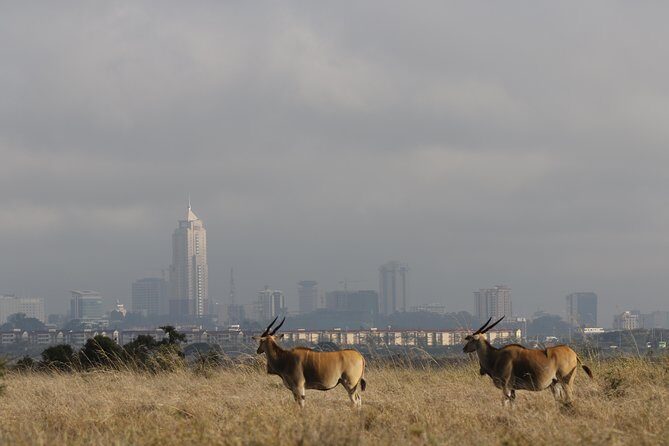 Nairobi National Park guided tour - The 4-hour open-air game drive: what you’re really timing for