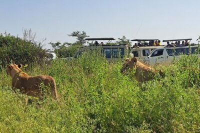 Nairobi National Park Half-Day Game Drive - Getting There: Pickup, Drive Time, and Vehicle Reality