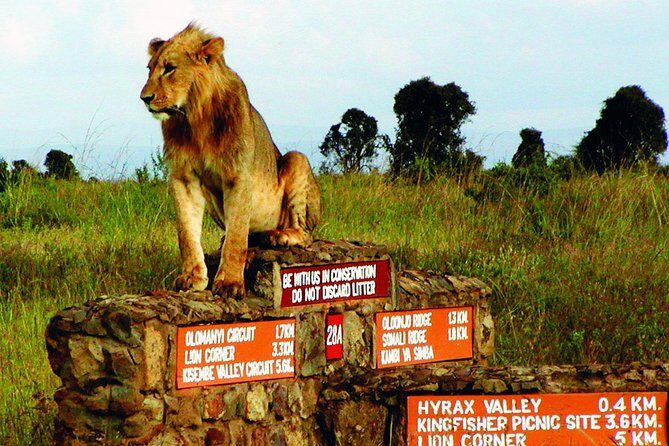 Nairobi National Park: Half Day Guided Tour From Nairobi - Inside the Pop-Up Roof Van: Better Viewing, Less Guesswork