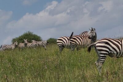 Nairobi National Park Half Day Tour - Pickup and Timing: Why the 5:30am Start Matters