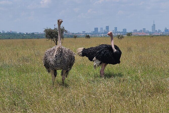 Nairobi National Park Half Day Tour - Who This Nairobi National Park Half Day Tour Fits Best