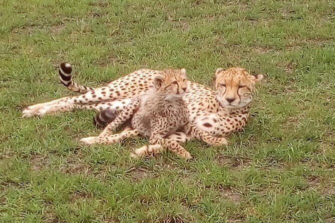Nairobi National Park Half-Day Tour; Free Wi-Fi connection - Karen Blixen Museum: A Cultural Pause After Safari