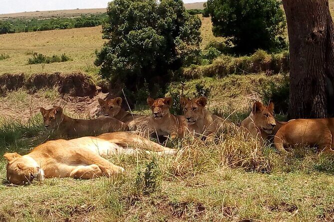 Nairobi National Park Half-Day Tour; Free Wi-Fi connection - Price and Value: What You’re Really Paying For