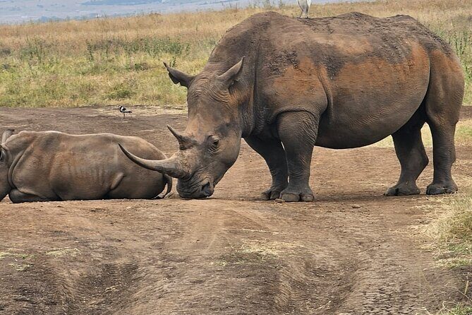 Nairobi National Park Half Day Tour with Landcruiser with Pickup - Pickup timing and how the drive usually plays out