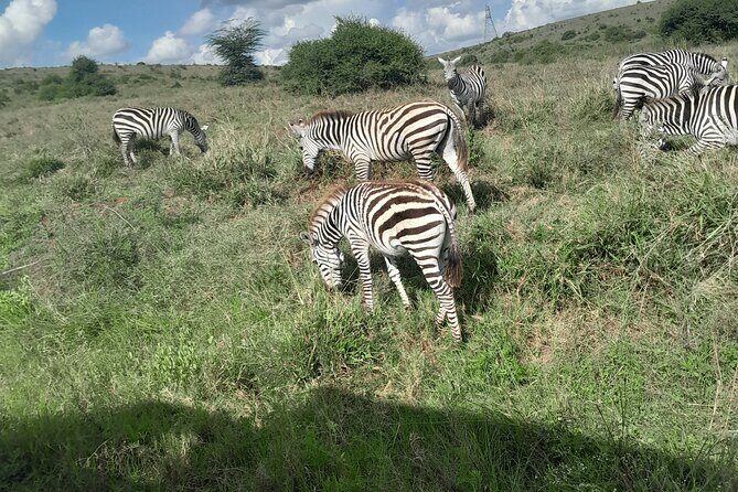 Nairobi National Park Half Day with Pickup - Key things I’d circle before you go