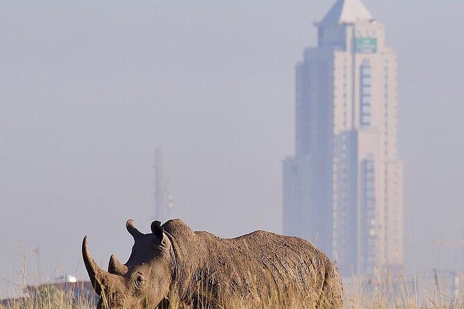 Nairobi National Park Half Day with Pickup - Big Five dreams, black rhinos, and birding on your radar