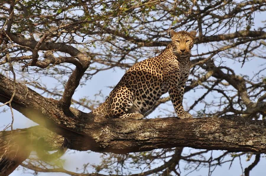 Nairobi National Park Morning Game Drive With Free Pickup - Nairobi National Park: Why This “City Safari” Works