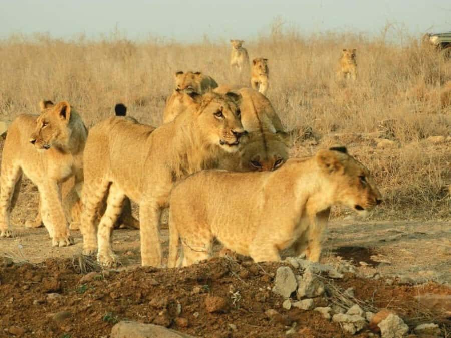 Nairobi National Park Morning Game Drive With Free Pickup - Gate Area Stop: Monkeys for Instant, Low-Stress Photos