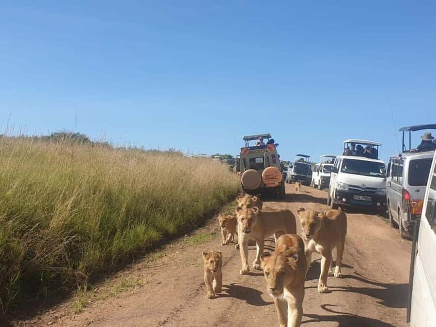 Nairobi National Park Morning Game Drive With Free Pickup - Big Cats and Rhino: What to Expect When the Park Delivers
