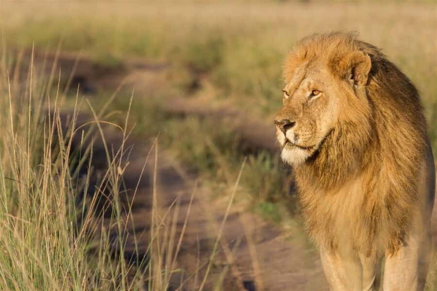 Nairobi National Park Morning Game Drive With Free Pickup - What Makes the Pickup and Drop-Off Matter