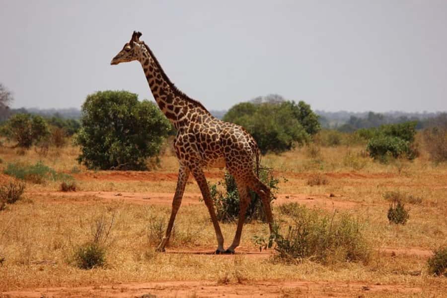 Nairobi National Park Morning Game Drive With Free Pickup - Comfort, Rules of the Road, and What to Bring