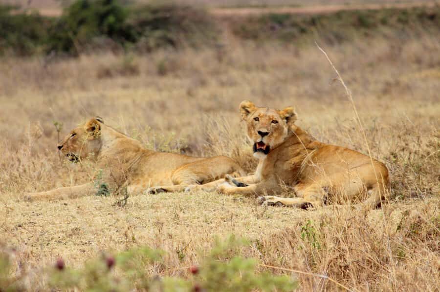 Nairobi National Park Morning Game Drive With Free Pickup - Who This Safari Suits Best (and Who Might Want Another Option)