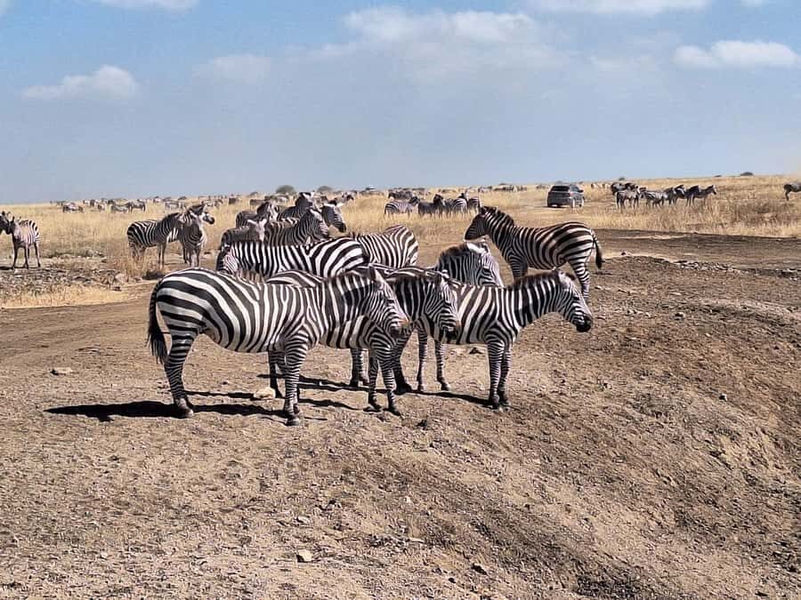 Nairobi National Park Morning Or Evening Game Drive Tour - The 5-Hour Morning or Evening Drive: What Your Time Looks Like