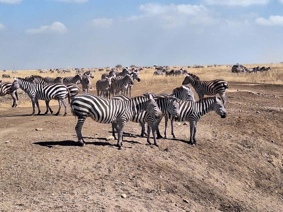Nairobi National Park Morning Or Evening Game Drive Tour - Guide Quality: What You Can Expect From Bundu Travels
