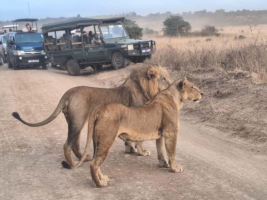 Nairobi National Park Morning Or Evening Game Drive Tour - A Quick Reality Check on What Could Go Wrong (And How to Avoid It)