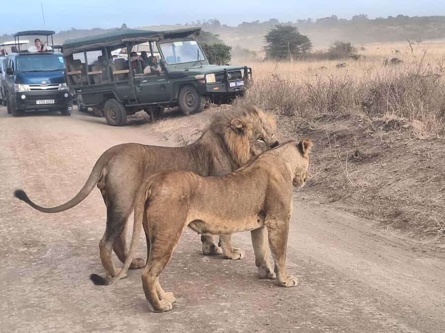 Nairobi National Park Morning Or Evening Game Drive Tour - Who This Tour Fits Best